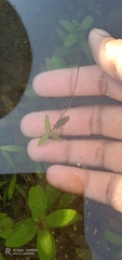 Hygrophila polysperma