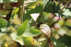 Rubroserrata mathewi