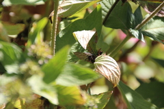 Rubroserrata mathewi