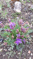 Oxytropis mixotriche