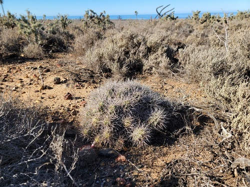 Echinocereus maritimus