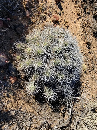 Echinocereus maritimus