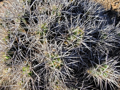 Echinocereus maritimus