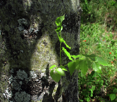 Steganotaenia araliacea