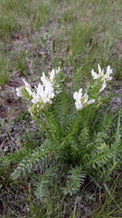 Oxytropis muricata