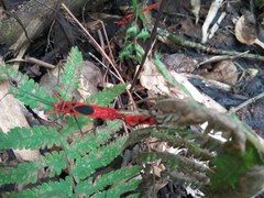 Macrocheraia grandis