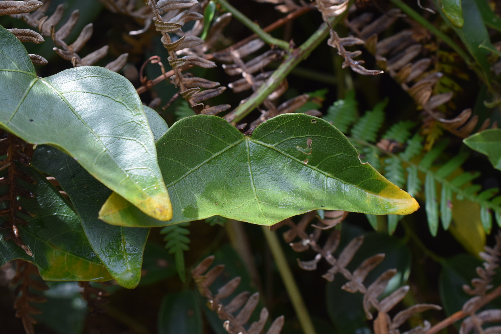 Passiflora exoperculata image