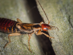 Forficula auricularia