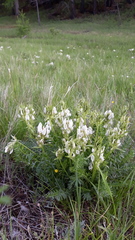Oxytropis muricata