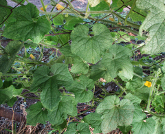 Cucumis metuliferus image