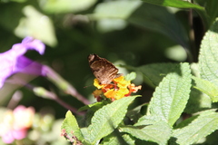 Anthanassa atronia
