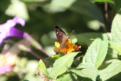 Anthanassa atronia