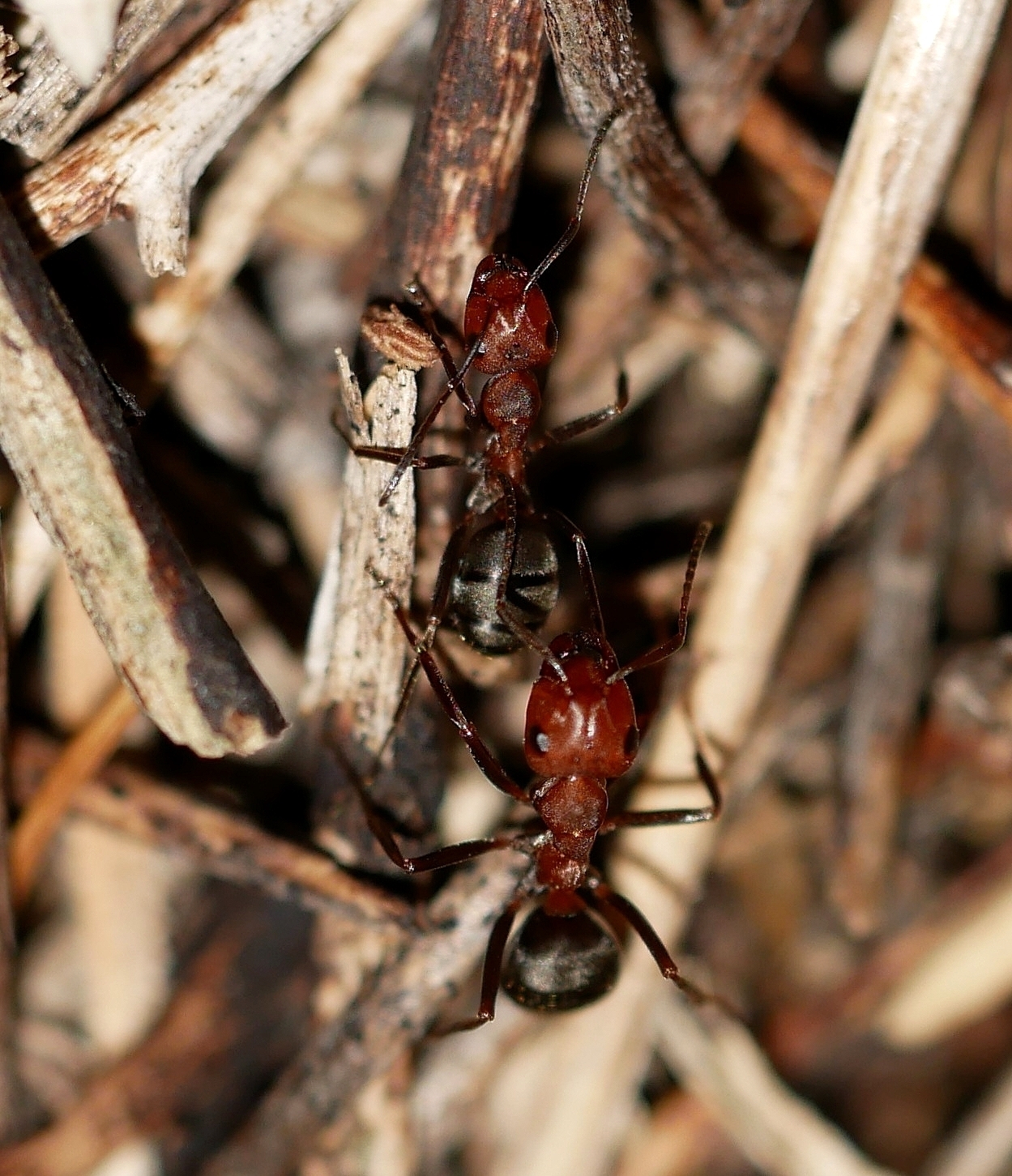 Formica subnitens