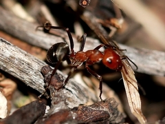 Formica subnitens