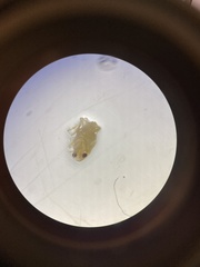 Scolypopa australis