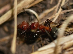 Formica subnitens