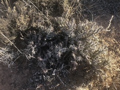 Cylindropuntia whipplei