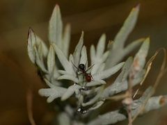 Formica subnitens