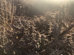 Cylindropuntia whipplei