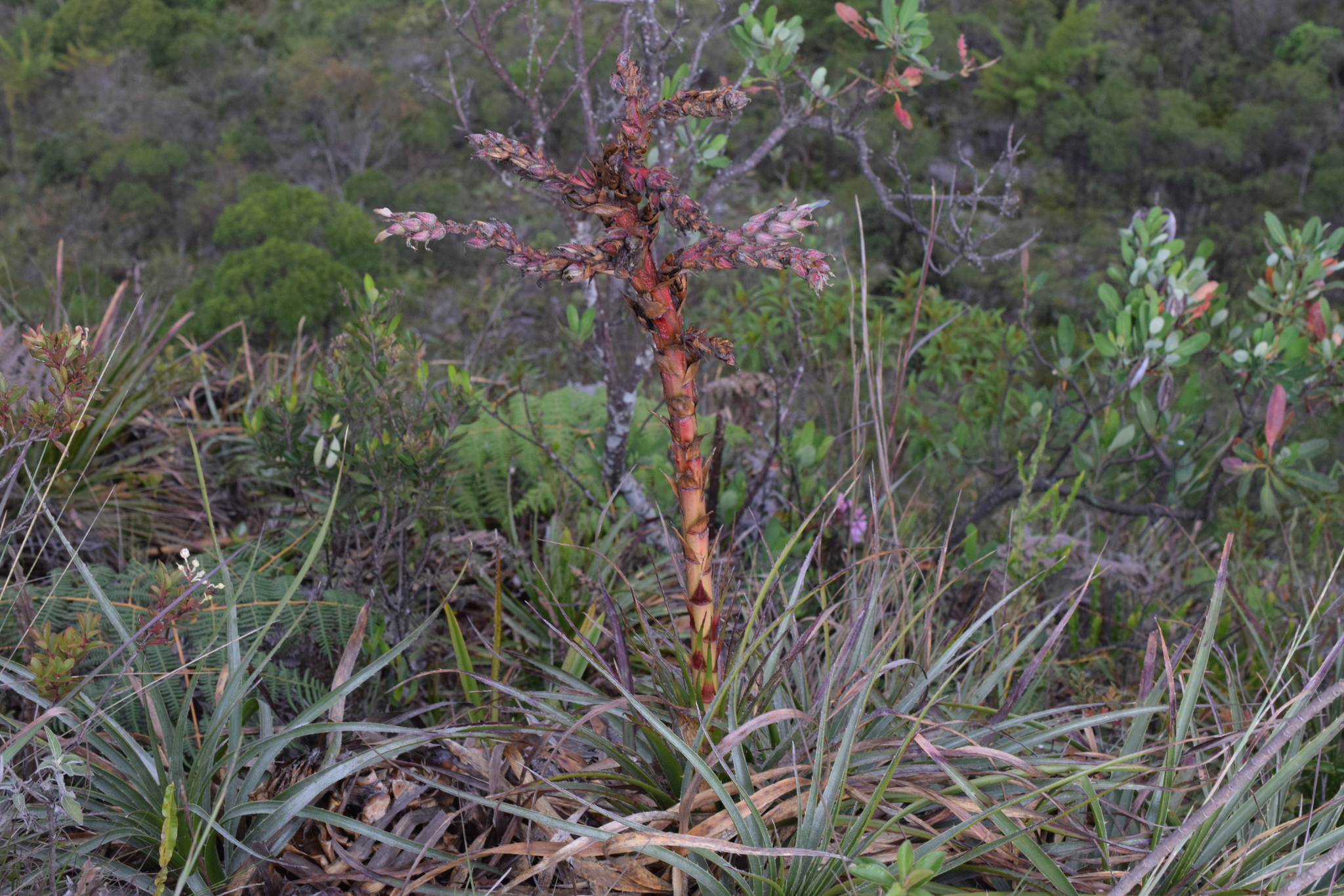 Puya parviflora image