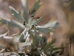 Formica subnitens