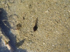 Bufotes viridis balearicus