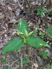 Trillium viridescens