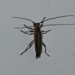 Saperda lateralis