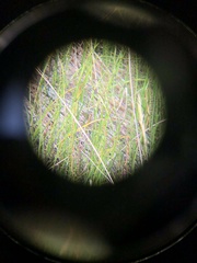 Pseudemoia rawlinsoni