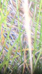 Pseudemoia rawlinsoni