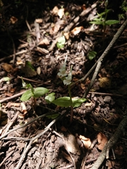 Disperis anthoceros