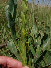 Habenaria pseudociliosa