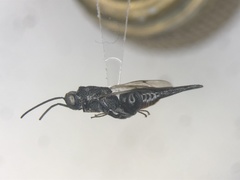 Phasgonophora sulcata