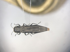 Agrilus obsoletoguttatus