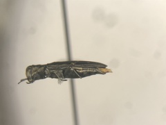 Agrilus obsoletoguttatus