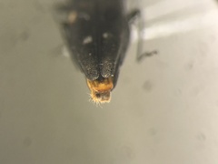 Agrilus obsoletoguttatus