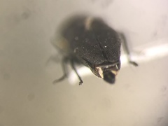 Agrilus arcuatus