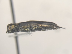 Agrilus arcuatus