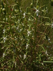 Habenaria schimperiana
