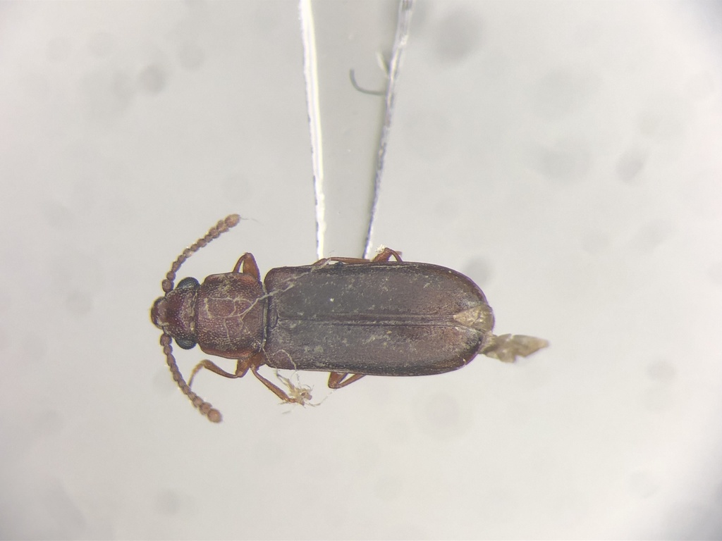 Pediacus fuscus