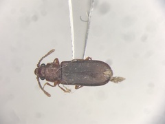 Pediacus fuscus