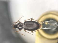 Synuchus impunctatus