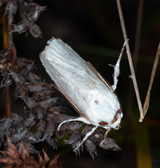 Cryptophasa gypsomera