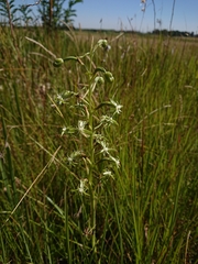Habenaria humilior