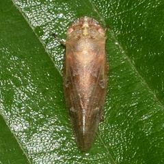 Aphrophora saratogensis
