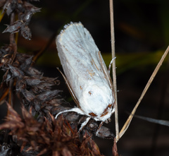 Cryptophasa gypsomera