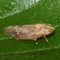 Aphrophora saratogensis