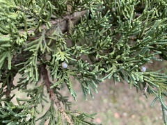 Juniperus procumbens