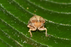 Aphrophora saratogensis