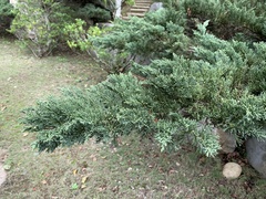 Juniperus procumbens